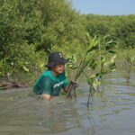 Penanaman Pohon