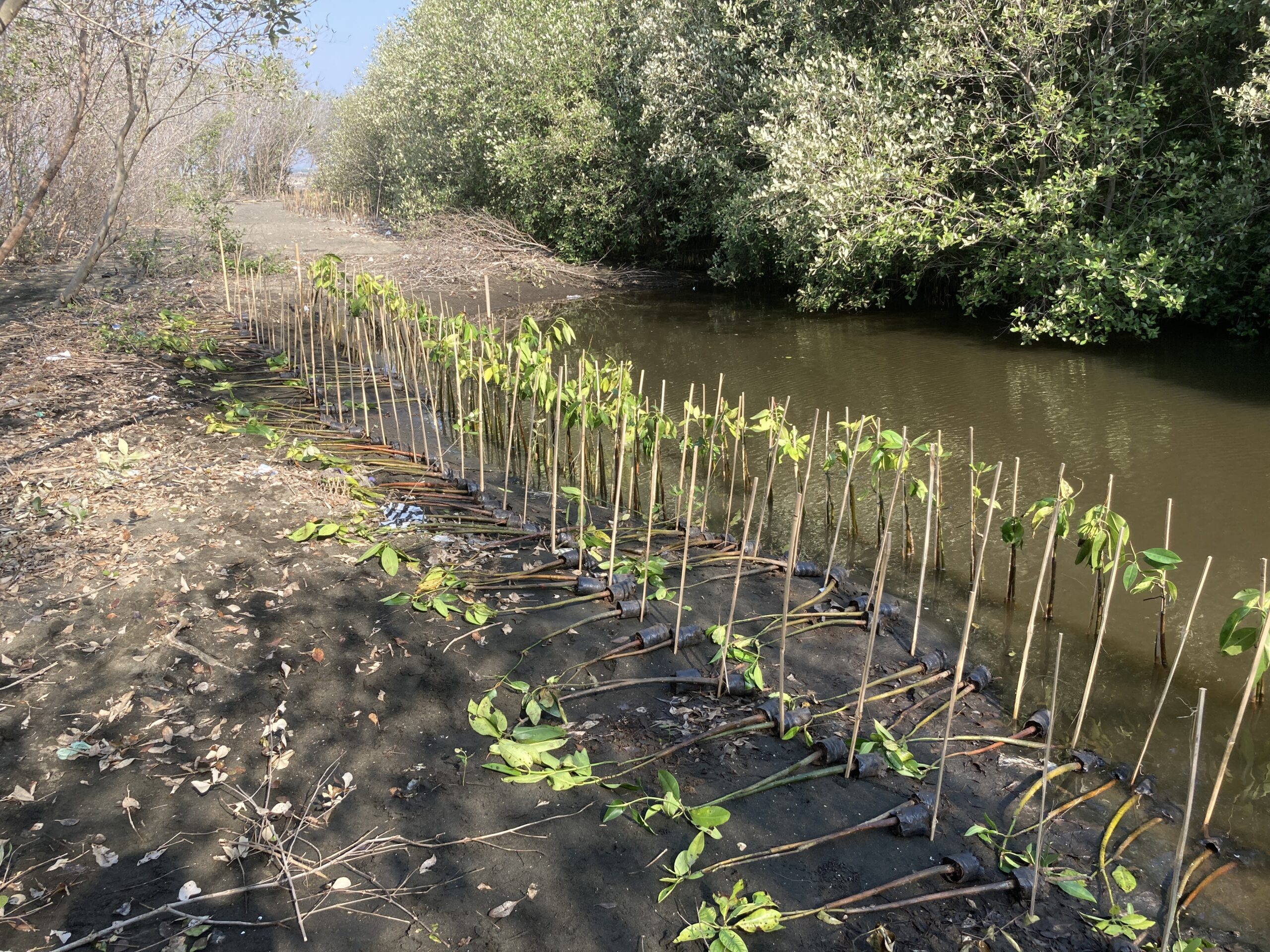 Penanaman mangrove di Mangunharjo, Kota Semarang. (Dokumentasi: LindungiHutan). 