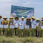 Siaran Pers Eratani - Panen Raya Petani Binaan Eratani di Karawang Sumbang Kontribusi dalam Ketersediaan Pangan Nasional (1).JPG