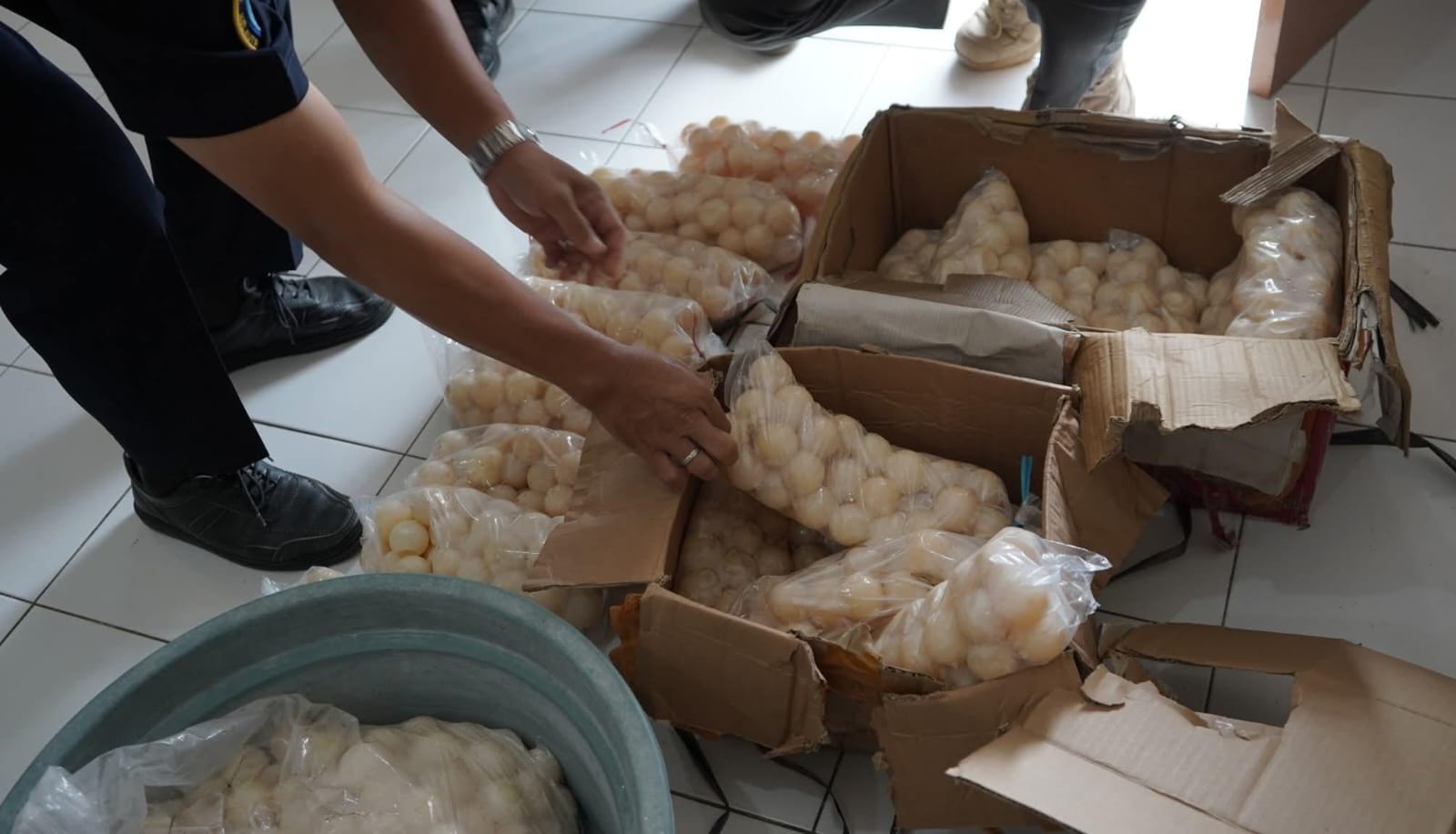 Telur Penyu