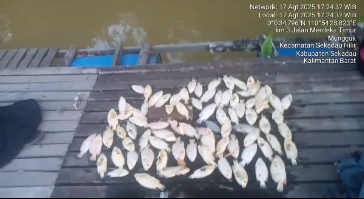 Ikan yang mati di area keramba