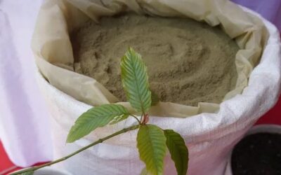 Kratom