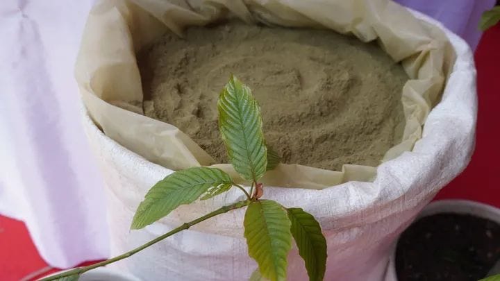 Kratom